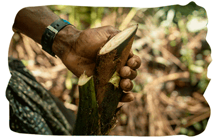 Galeria_ChocoBiogeografico_1_acai_palmito