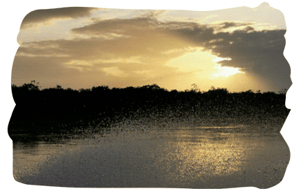 Galeria_ChocoBiogeografico_4_acai_palmito