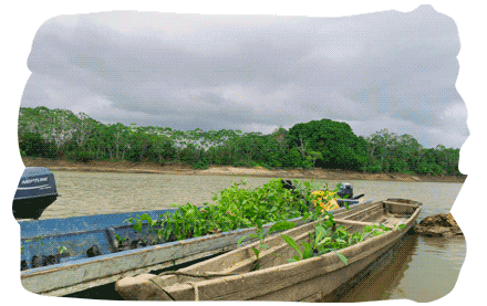 Galeria_ChocoBiogeografico_5_acai_palmito